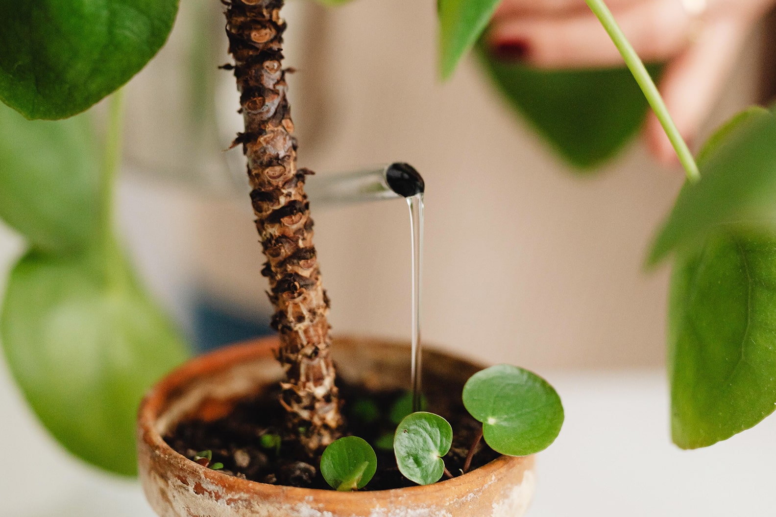 How to Grow a Chinese Money Plant | home