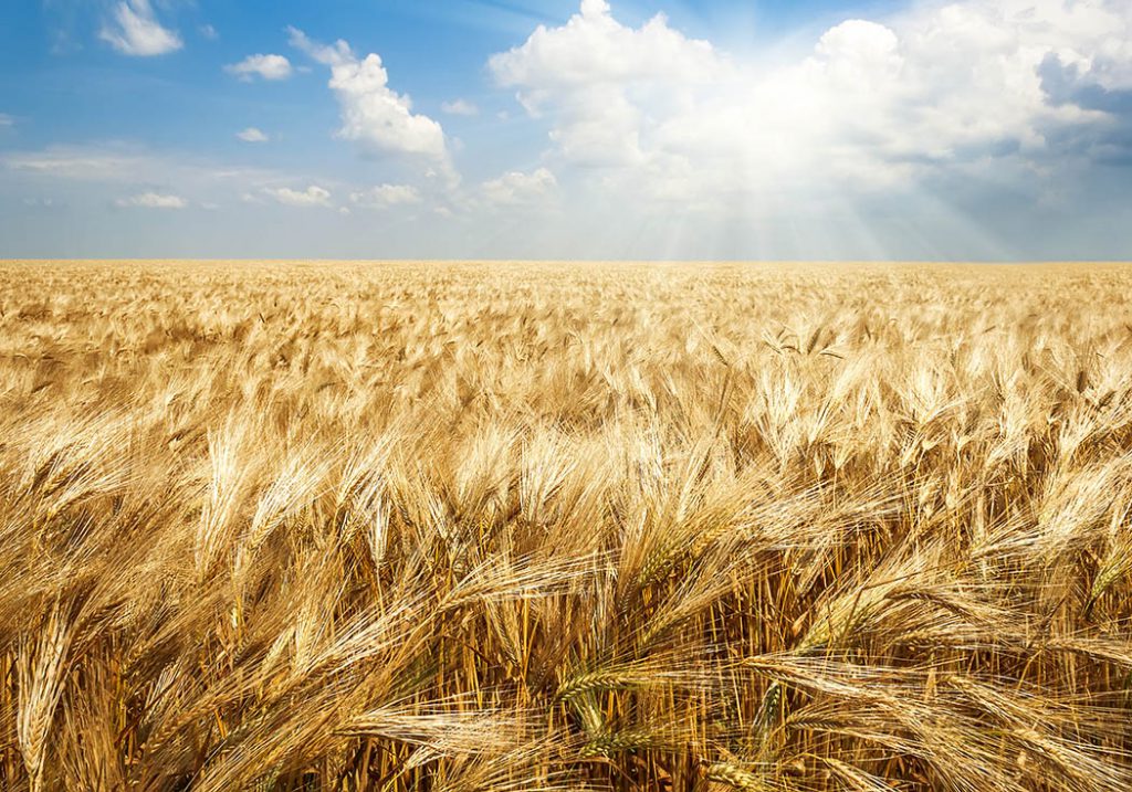 Ontario grain farmers concerned by low grain prices - Top Crop ManagerTop Crop Manager