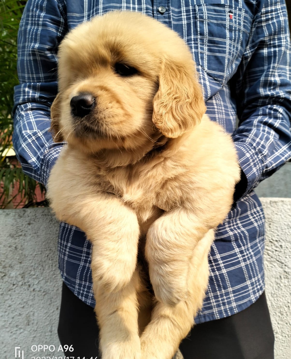 Golden Retriever Price in India ( updated) - Dog Wise