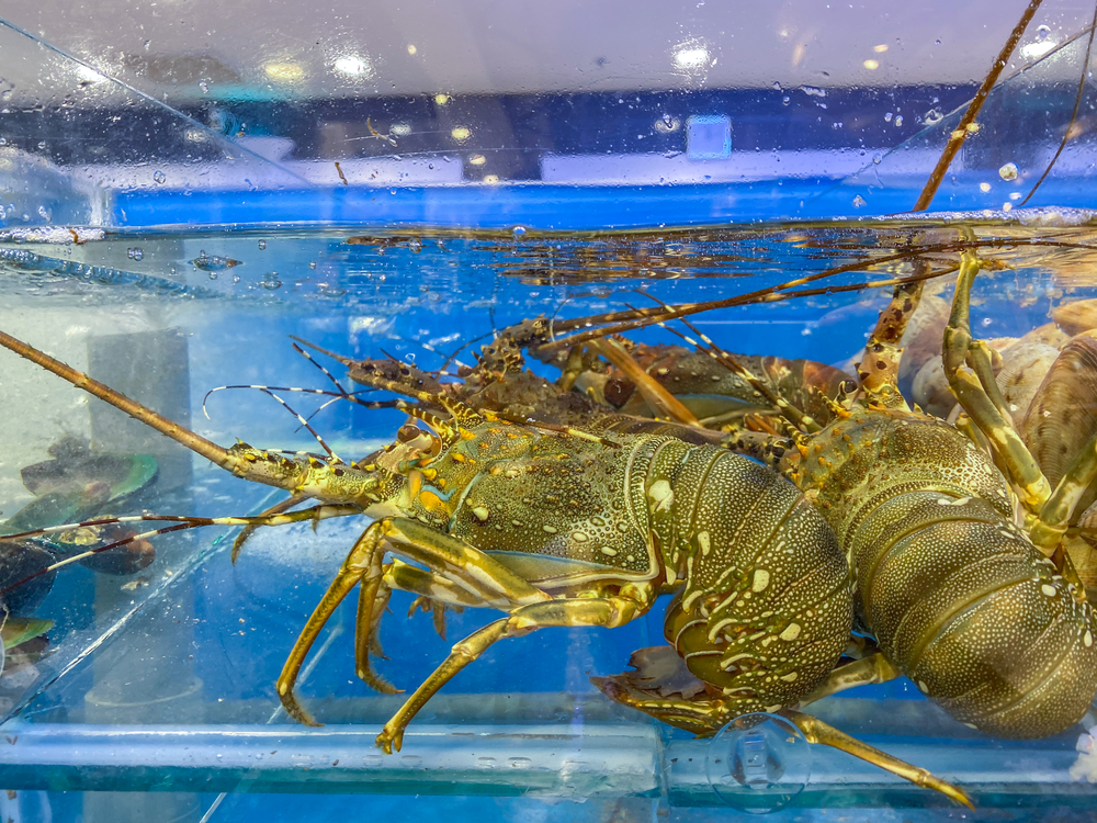 Lobster - Automated, multi-protocol strategies.