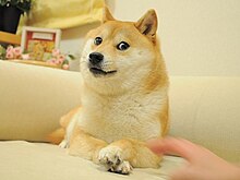 Shiba Inu Who Became Viral 'Cheems' Doge Meme Died After Cancer Battle