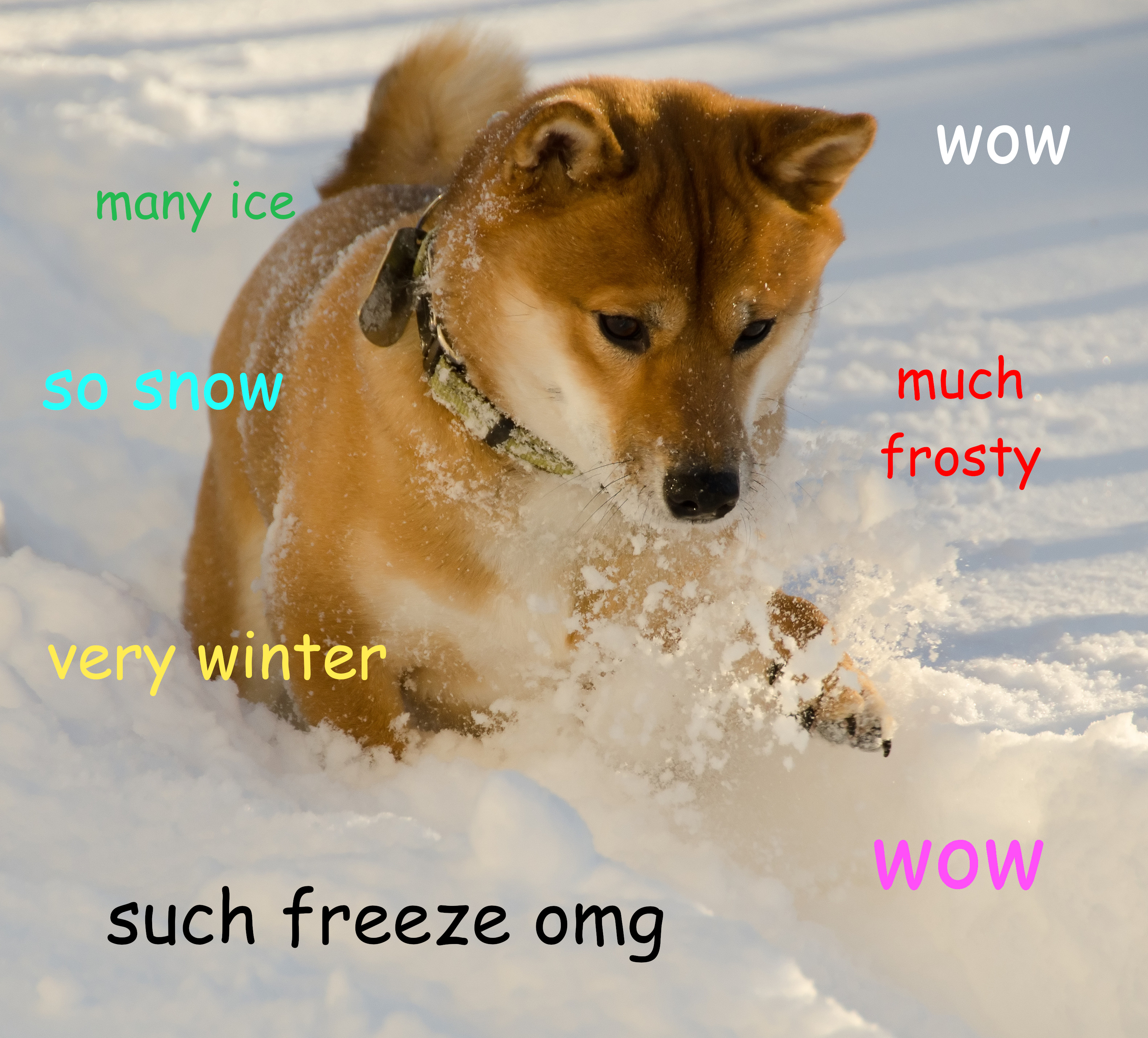 A Brief History Of The Doge Meme