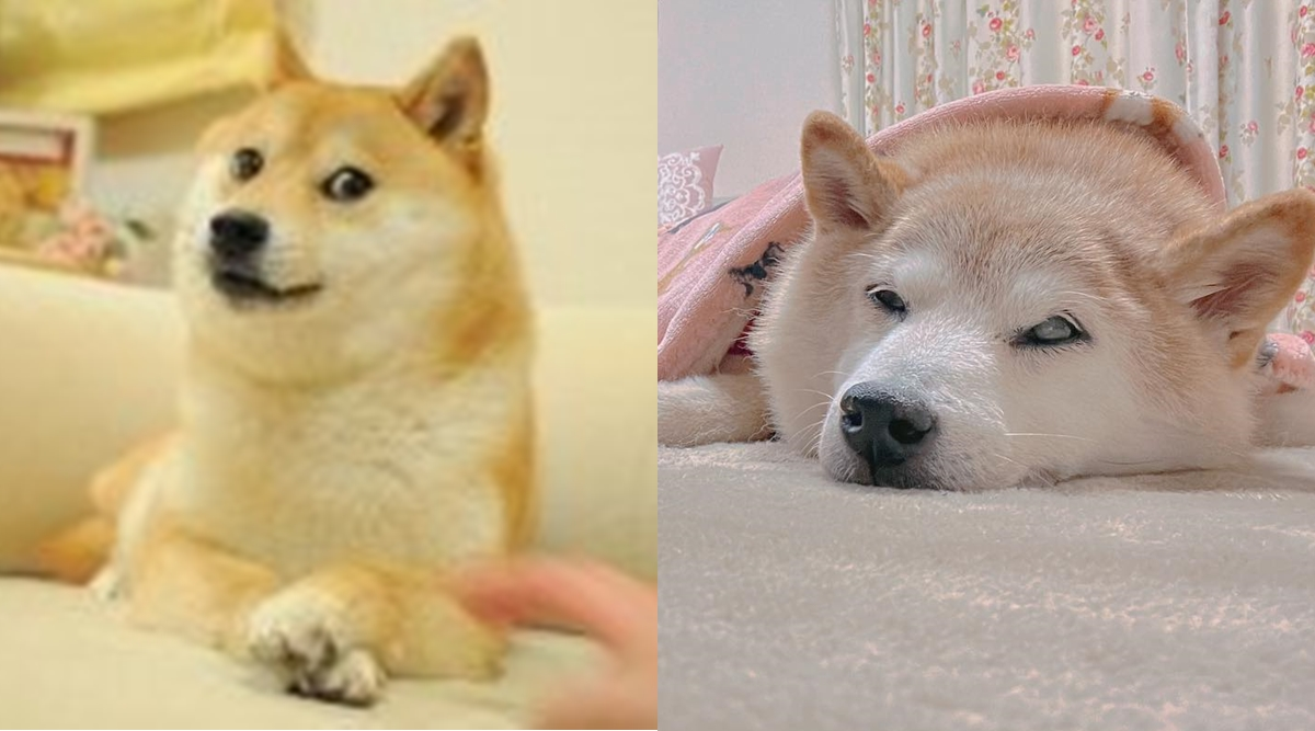 Dogecoin meme dog Kabosu on the mend after falling ill over Christmas | Daily Mail Online