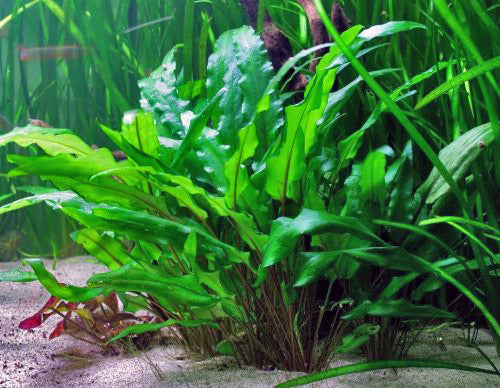 Buy Cryptocoryne Wendtii Green Online India at Best Prices