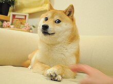 Buff doge meme template if anyone wants to make a meme with it - template post - Imgur