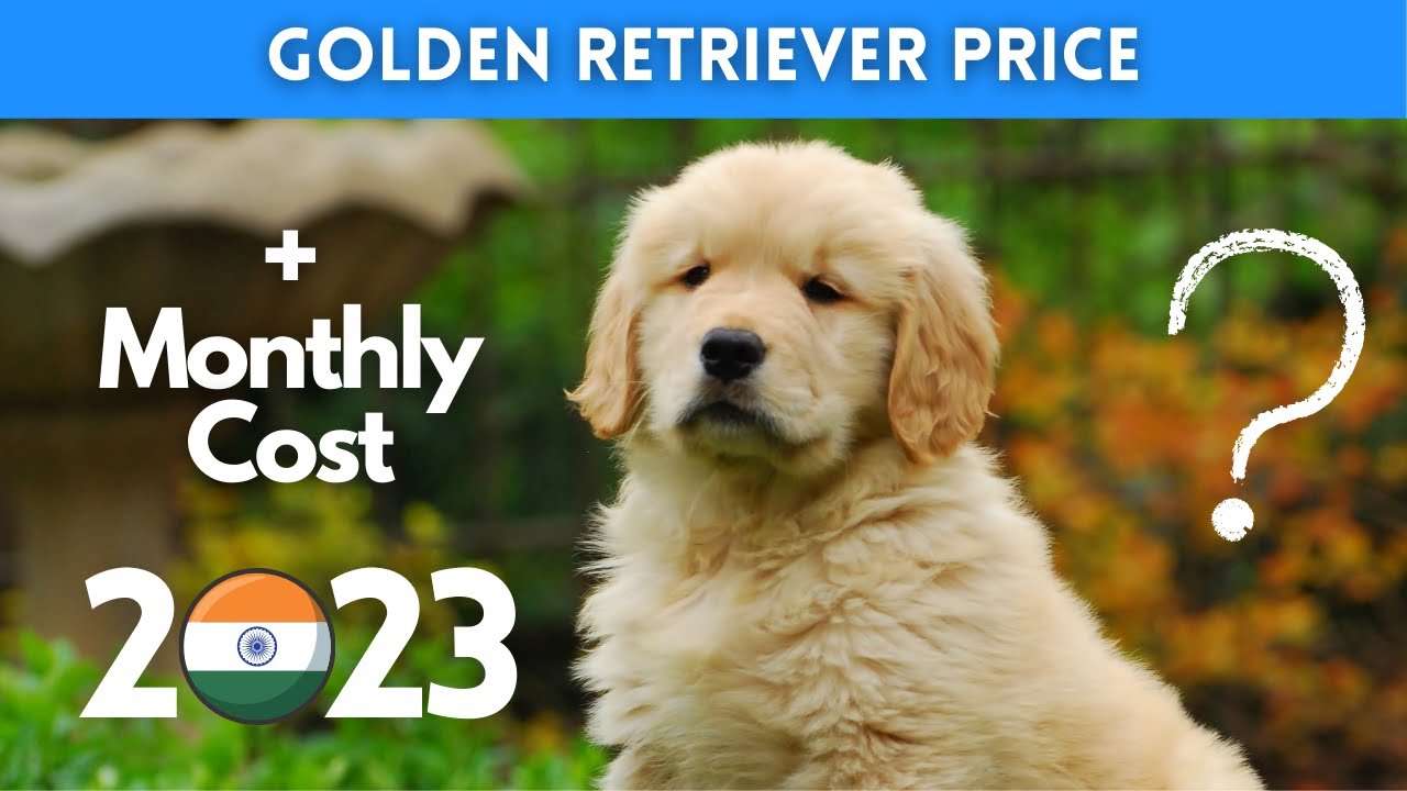 Golden Retriever Price In India, Lifespan, Breed Profile By Petfather