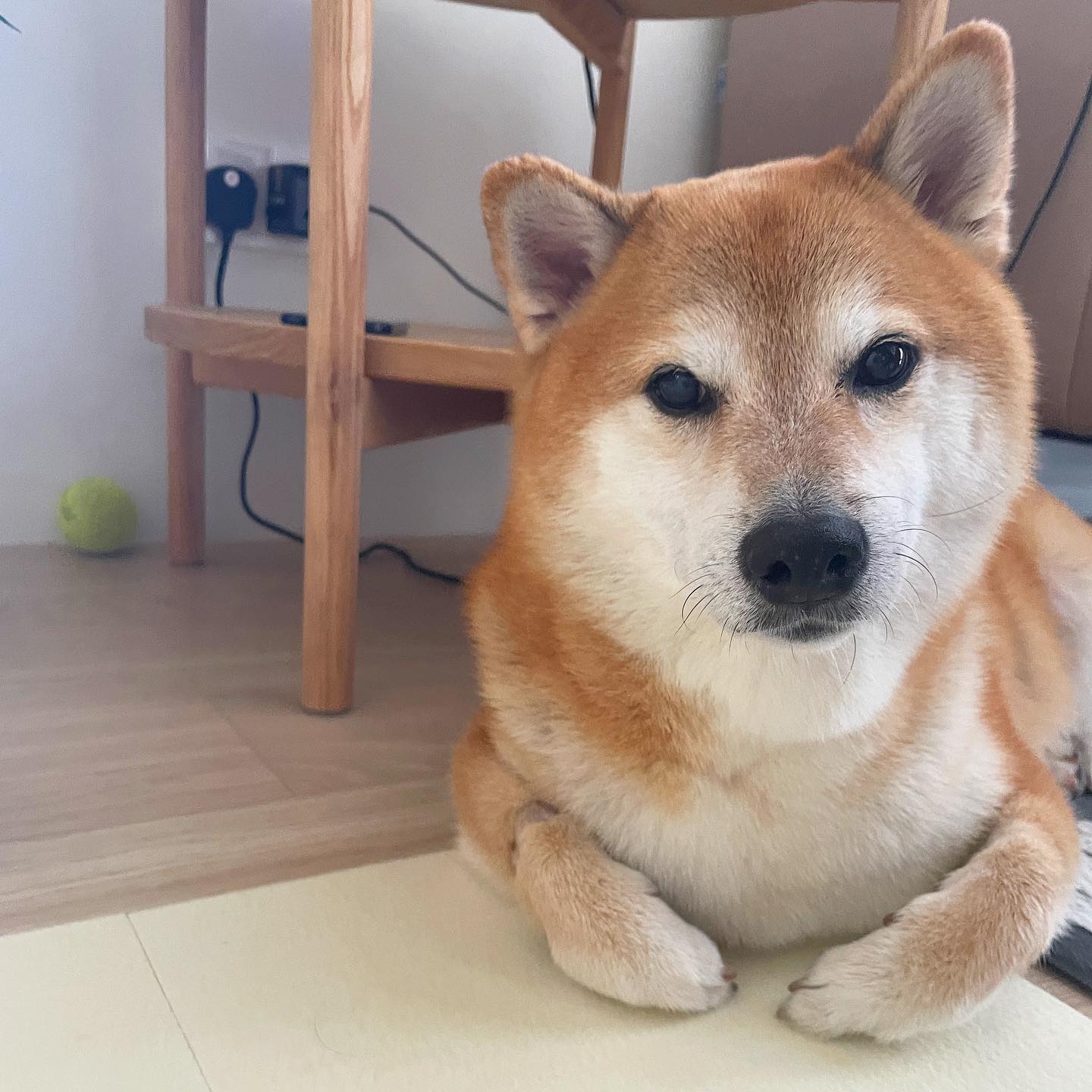 Shiba inu who inspired ‘doge’ meme is seriously ill with leukemia | CNN Business