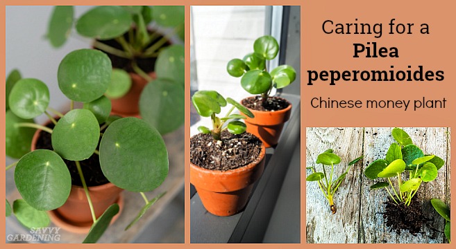 How to Grow Chinese Money Plant (Pilea Peperomioides)