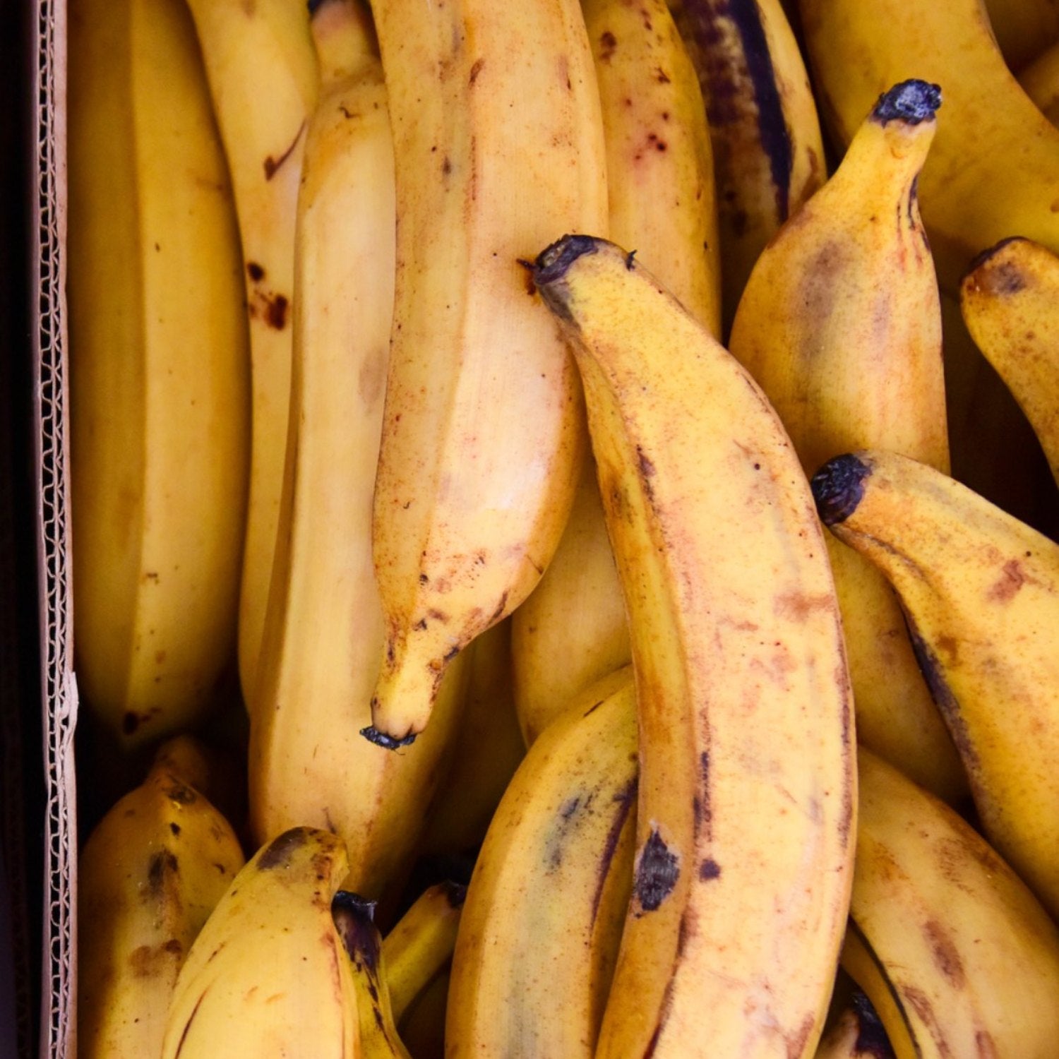 Russia Blinks on Banana Ban as Ecuador Swaps Weaponry With US