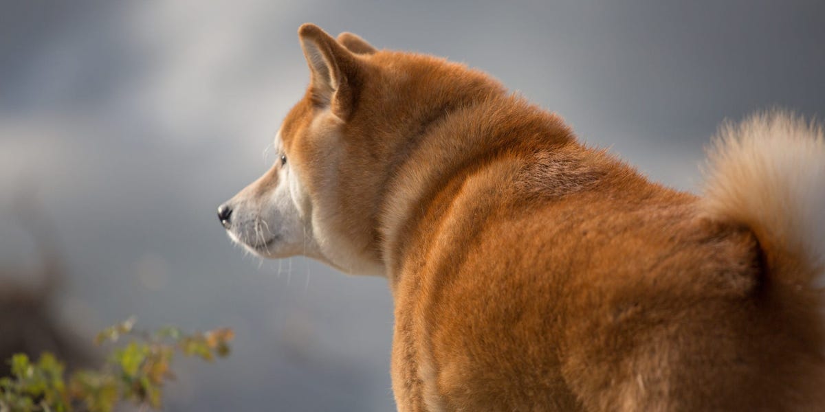 Cheems, the Shiba Inu dog who inspired several viral memes, dies at 12