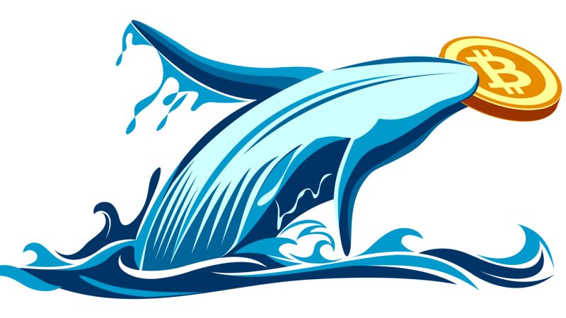 What is a crypto whale and how do they affect the markets? | OKX