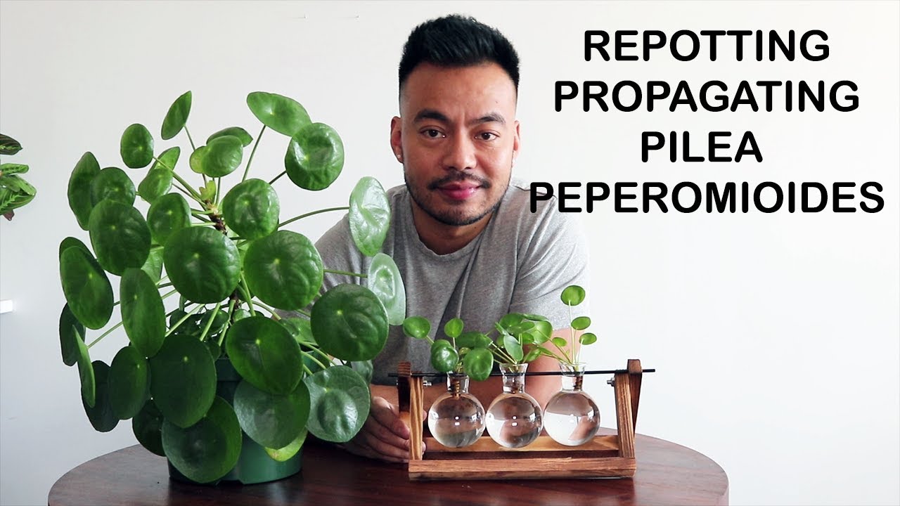 Chinese money plant: care & propagation - Plantura