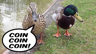 coin coin le canard - coinlog.fun