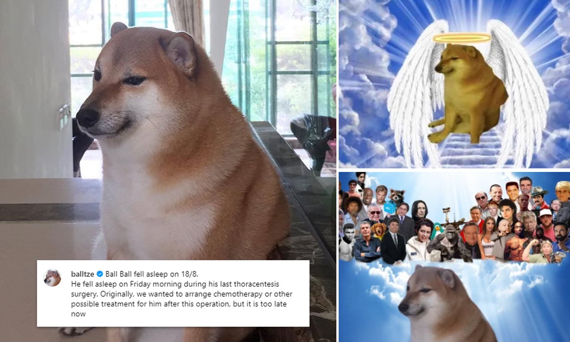 Cheems, viral meme dog, dies after battling cancer. Internet mourns - India Today