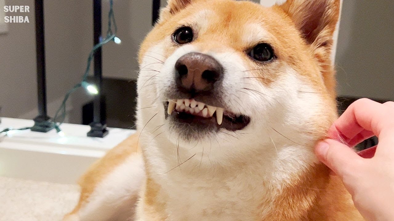Download Dog Shiba Puppy Bark Royalty-Free Music & Sound Effects - Storyblocks