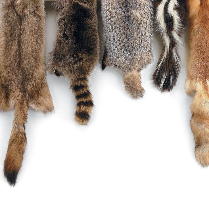 Buy or sell wild animal hides or antlers (native to Ontario) | coinlog.fun