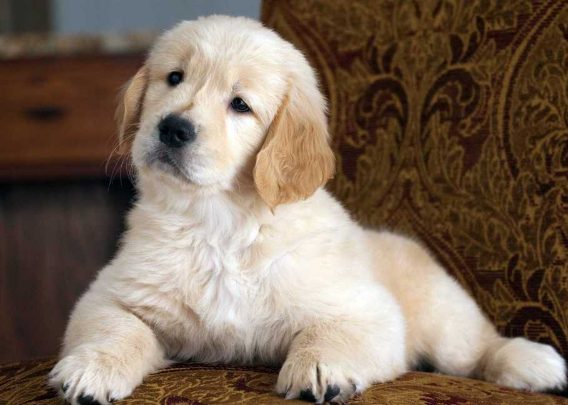 Golden Retrievers Price in India, Breed History and Health Tips