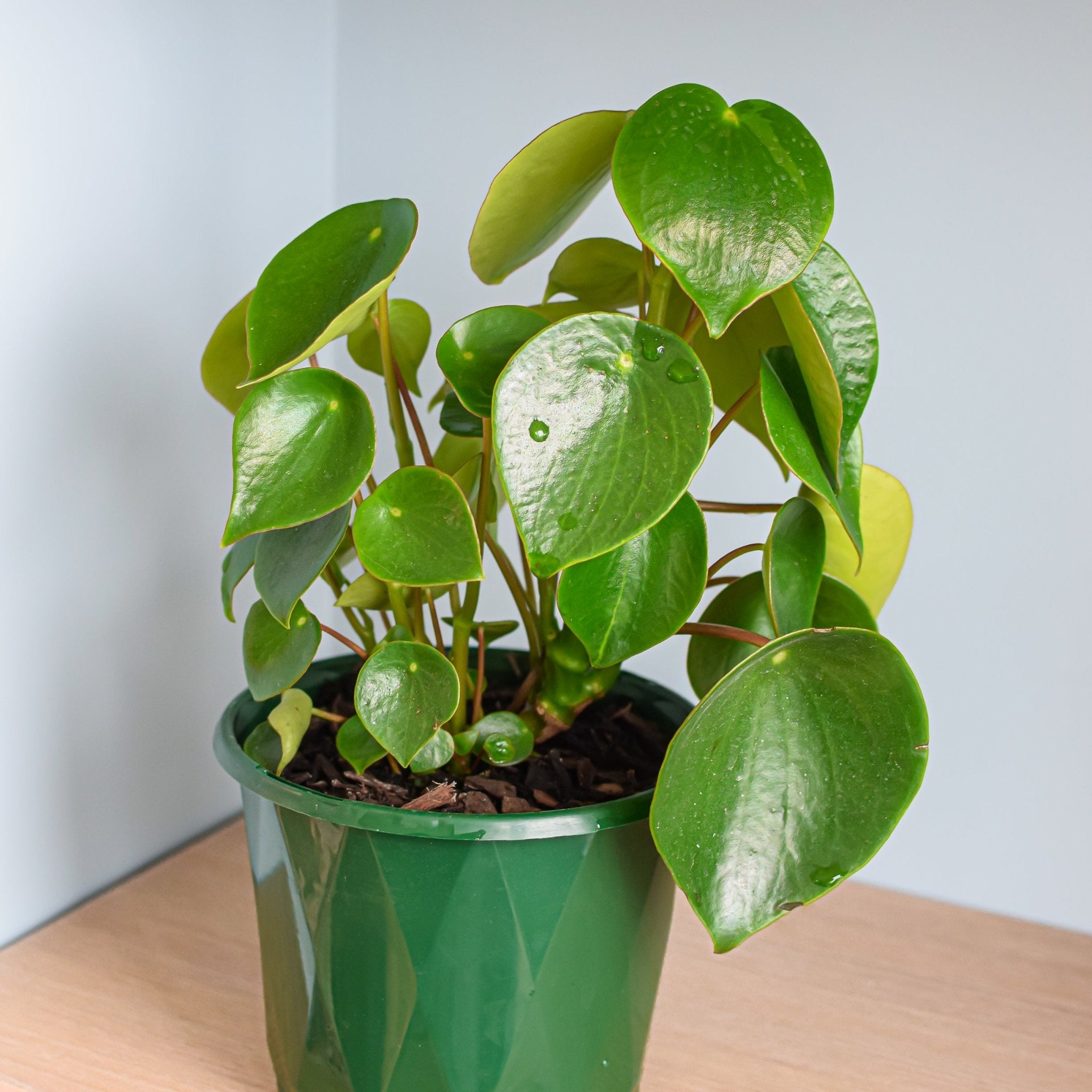 Peperomia Raindrop (Polybotrya - Coin Leaf) – PlantVault