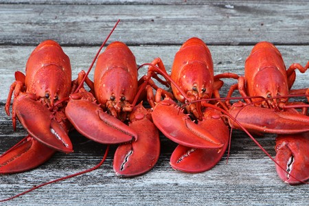 Squat lobster - Wikipedia