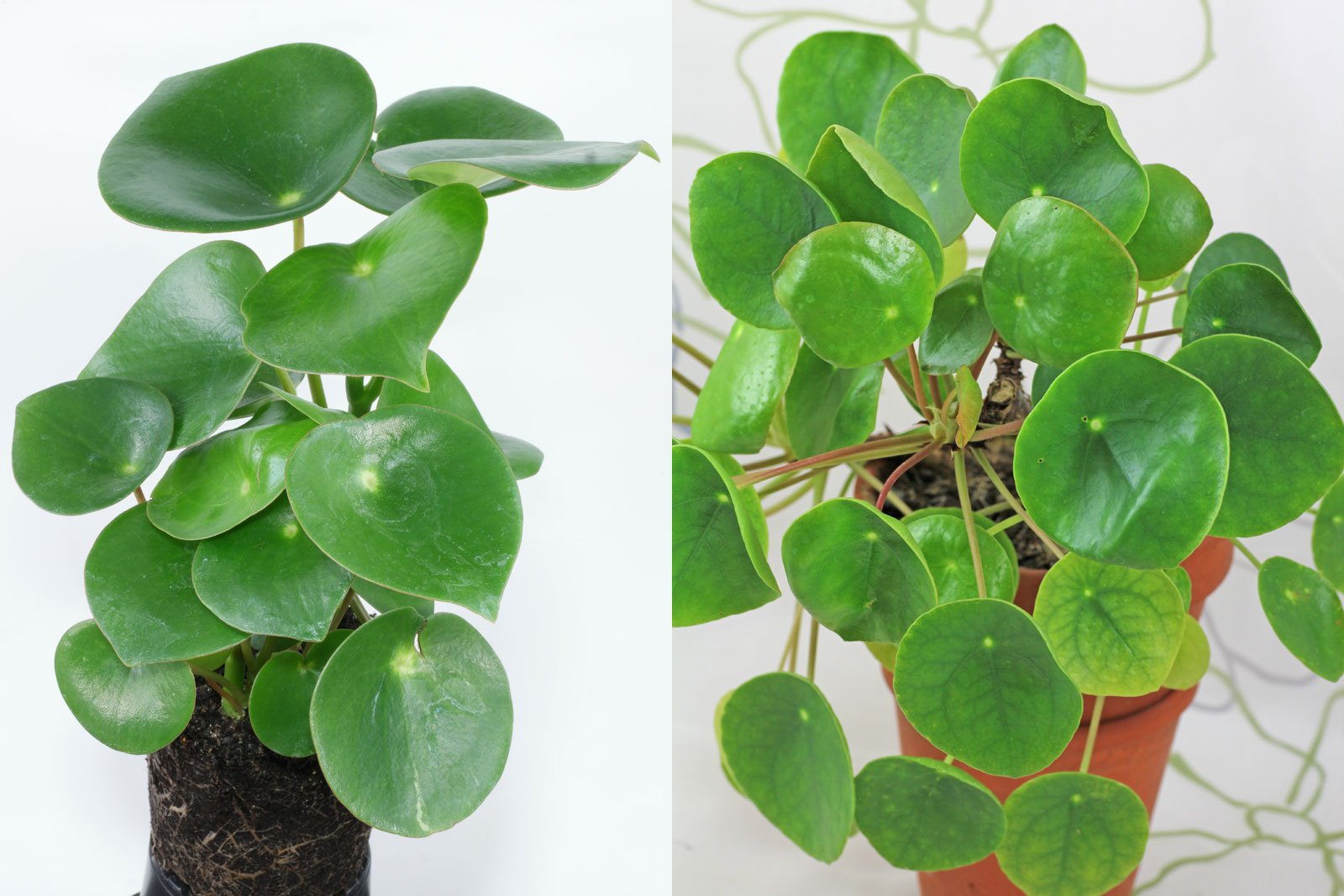 The coin leaf peperomia | A plant by @SeamlessShallot on Greg