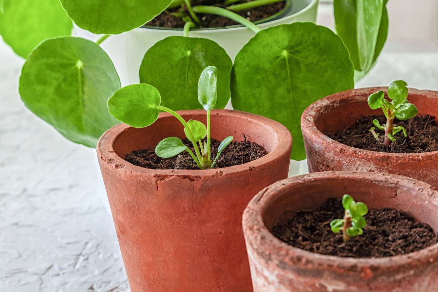 Chinese Money Plant Tips - How to Care for a Pilea Peperomioides