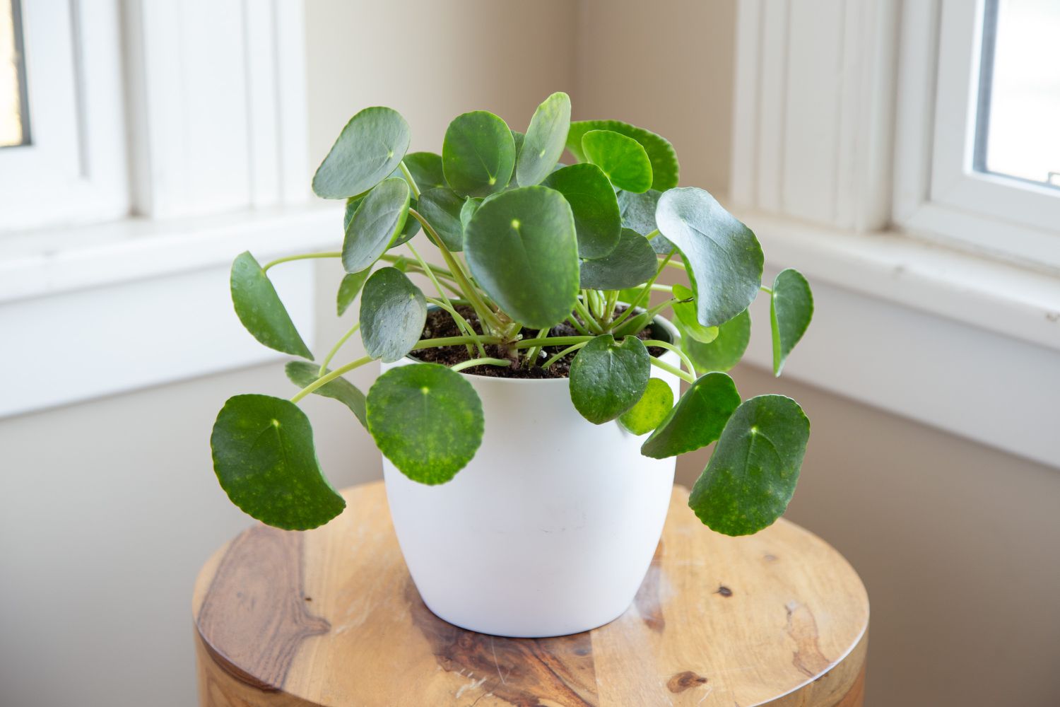 How to care for a Chinese money plant (Pilea peperomioides)?