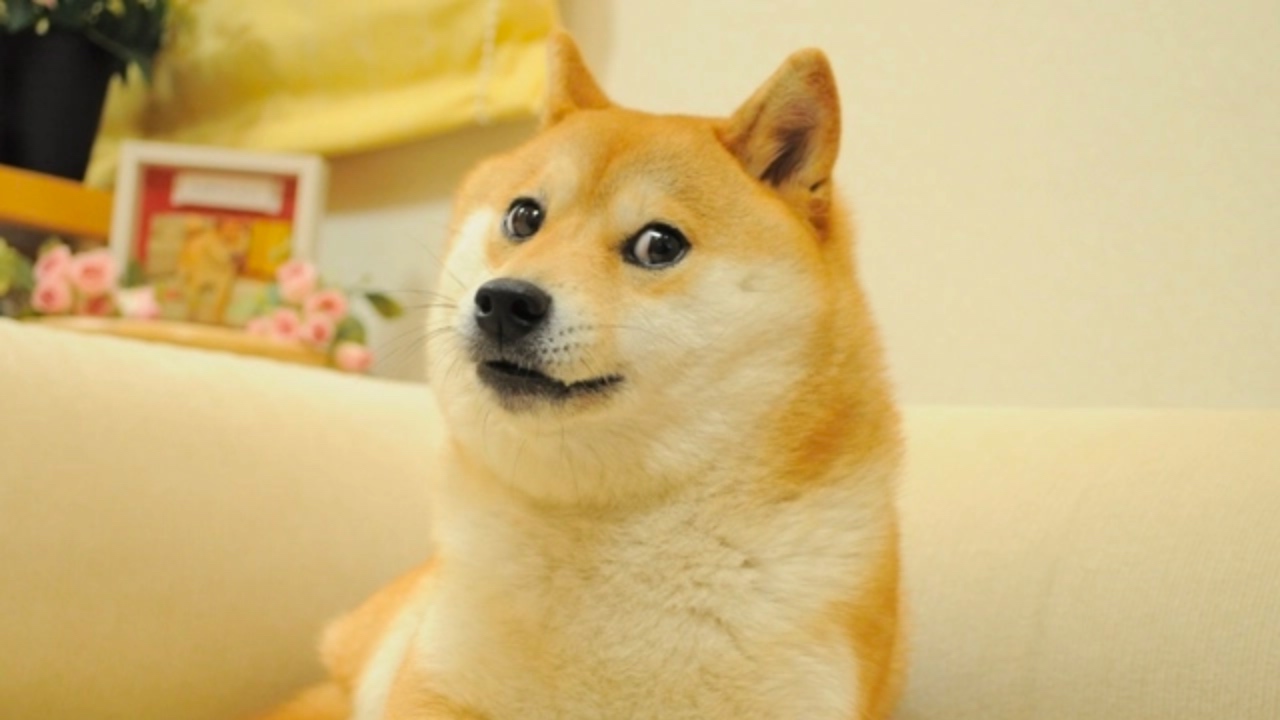 Dogecoin Price | DOGE Price Index and Live Chart - CoinDesk