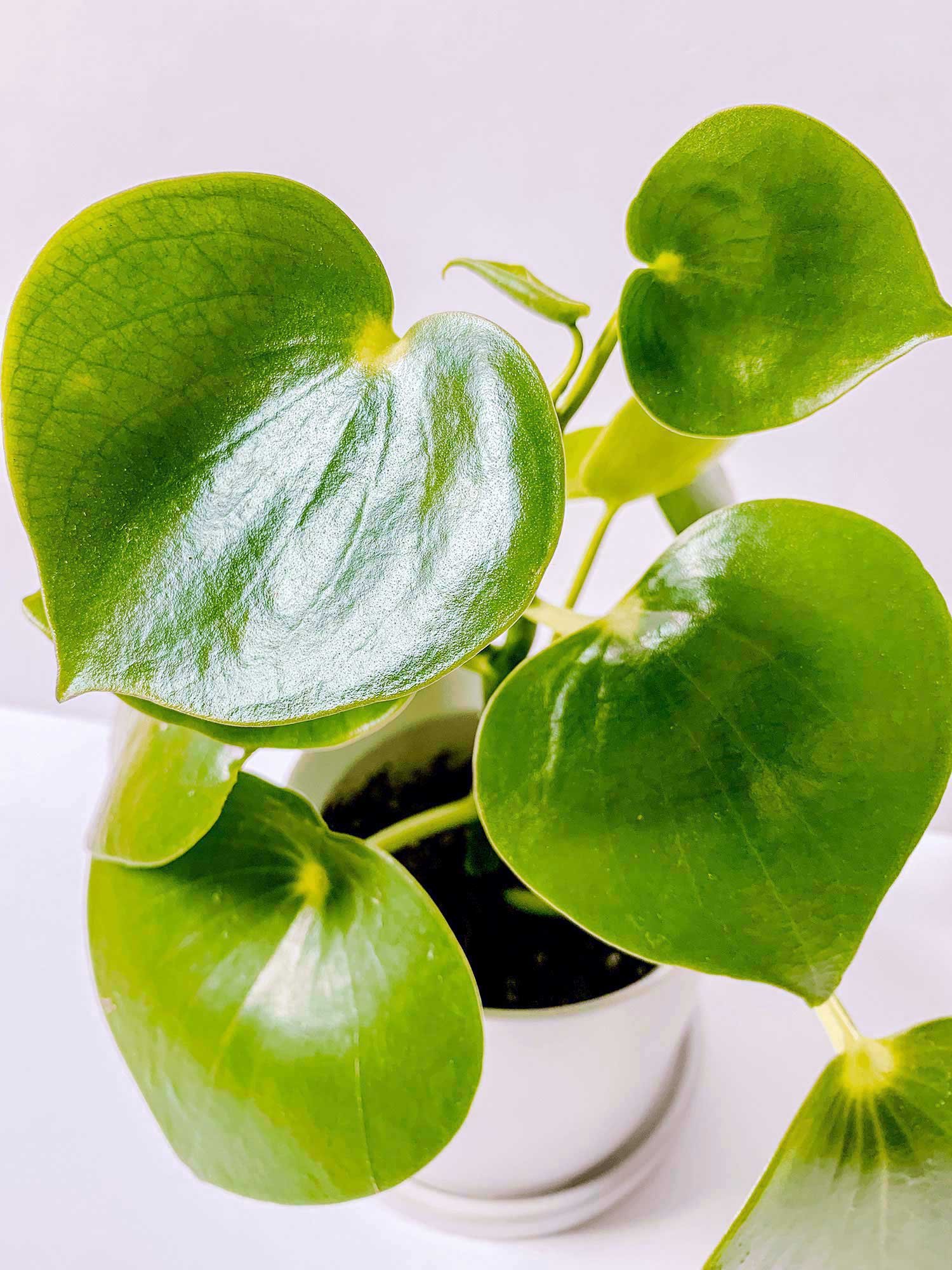 Peperomia Polybotrya - Plant World London