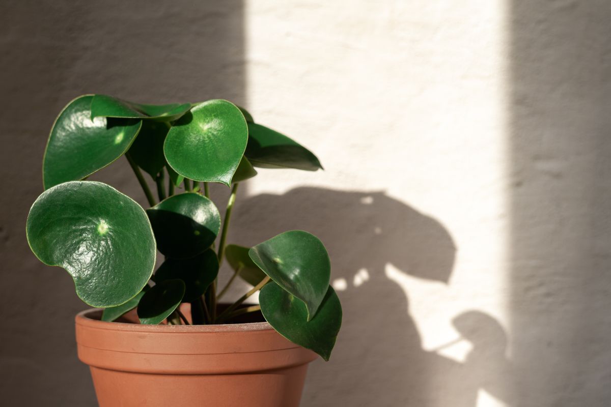 Peperomia Raindrop Care Guide - Garden and Plant Care