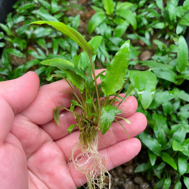 Cryptocoryne Wendtii Care - A How To Guide - AquariumStoreDepot