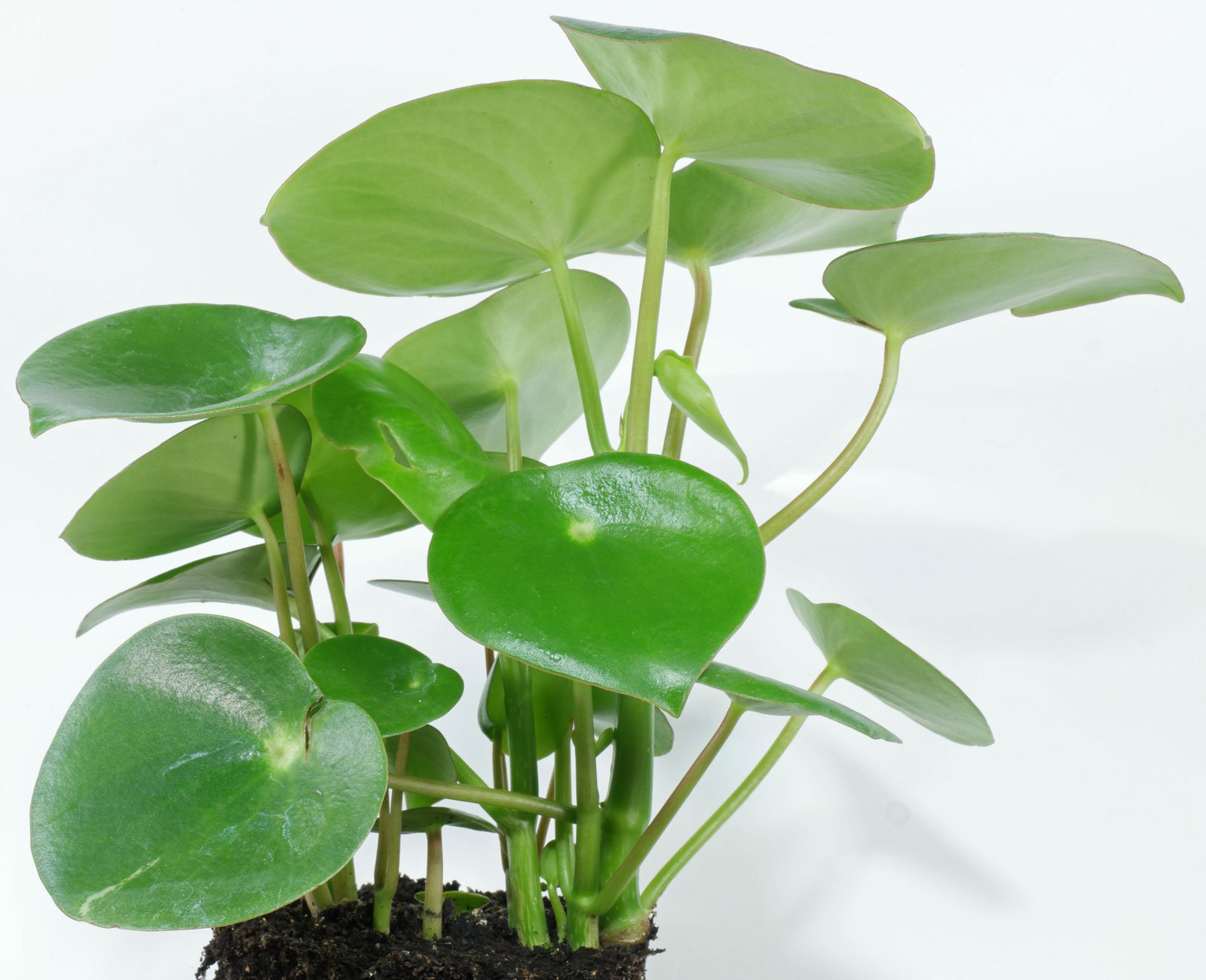 Peperomia Polybotrya (Coin Leaf) – Plant Daddy