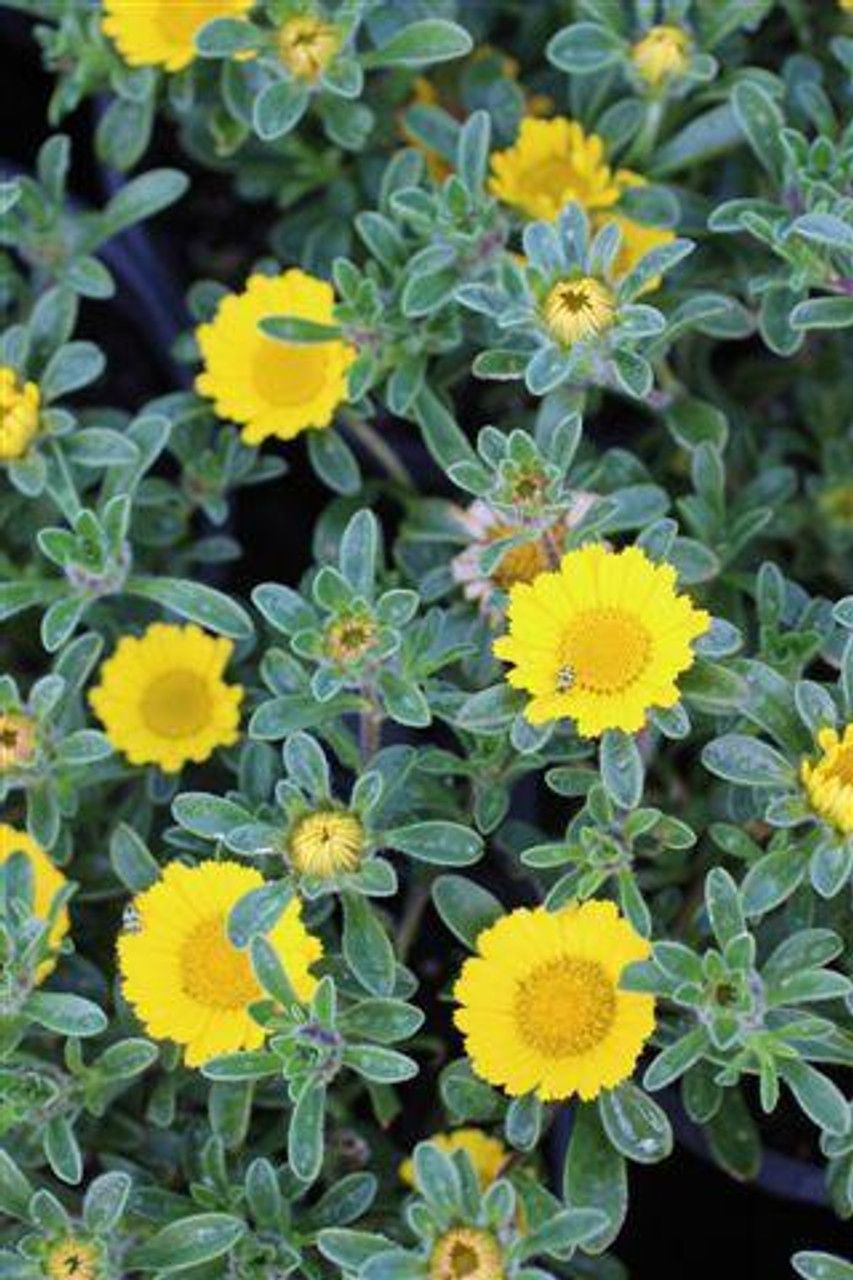 Portulaca molokiniensis, Gold Coin Plant - NurseryBuy