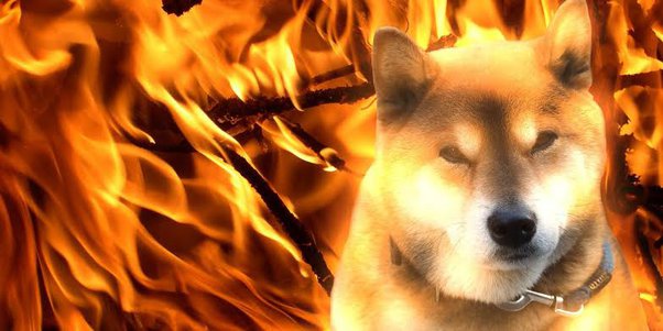 Dogecoin and coin burning - Dogecoin