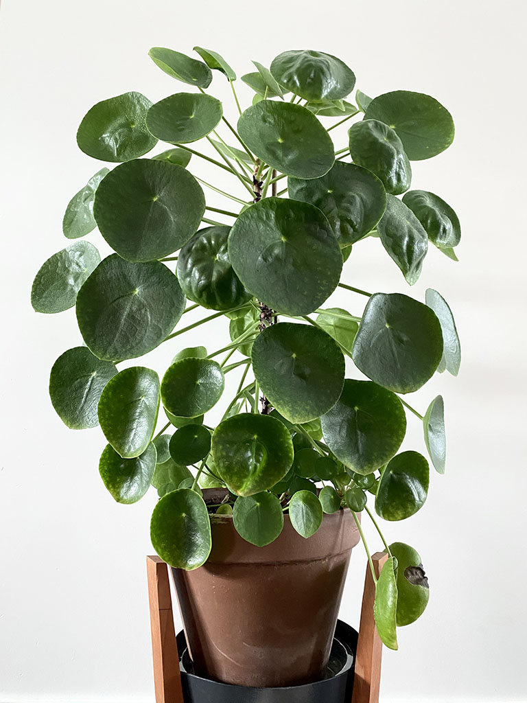 Should I Repot My Pilea? Here’s When You Should Consider It