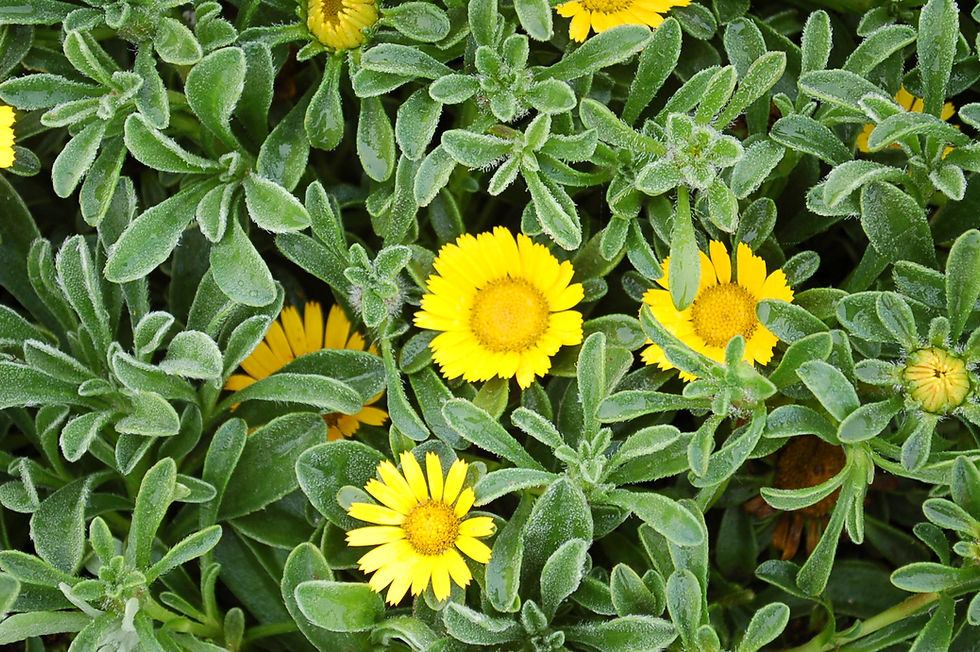 Golden Globes, Gold Coin (Lysimachia procumbens) - MyGardenLife