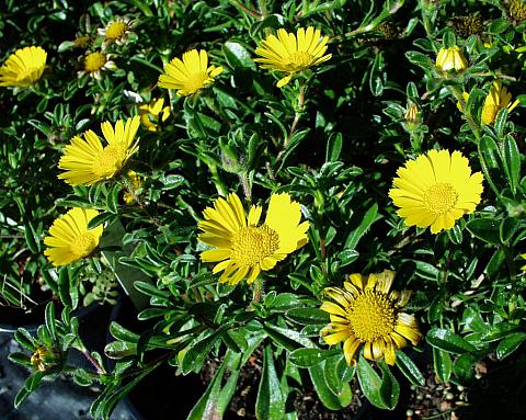 Asteriscus maritimus 'Gold Coin' - Sloat Garden Center