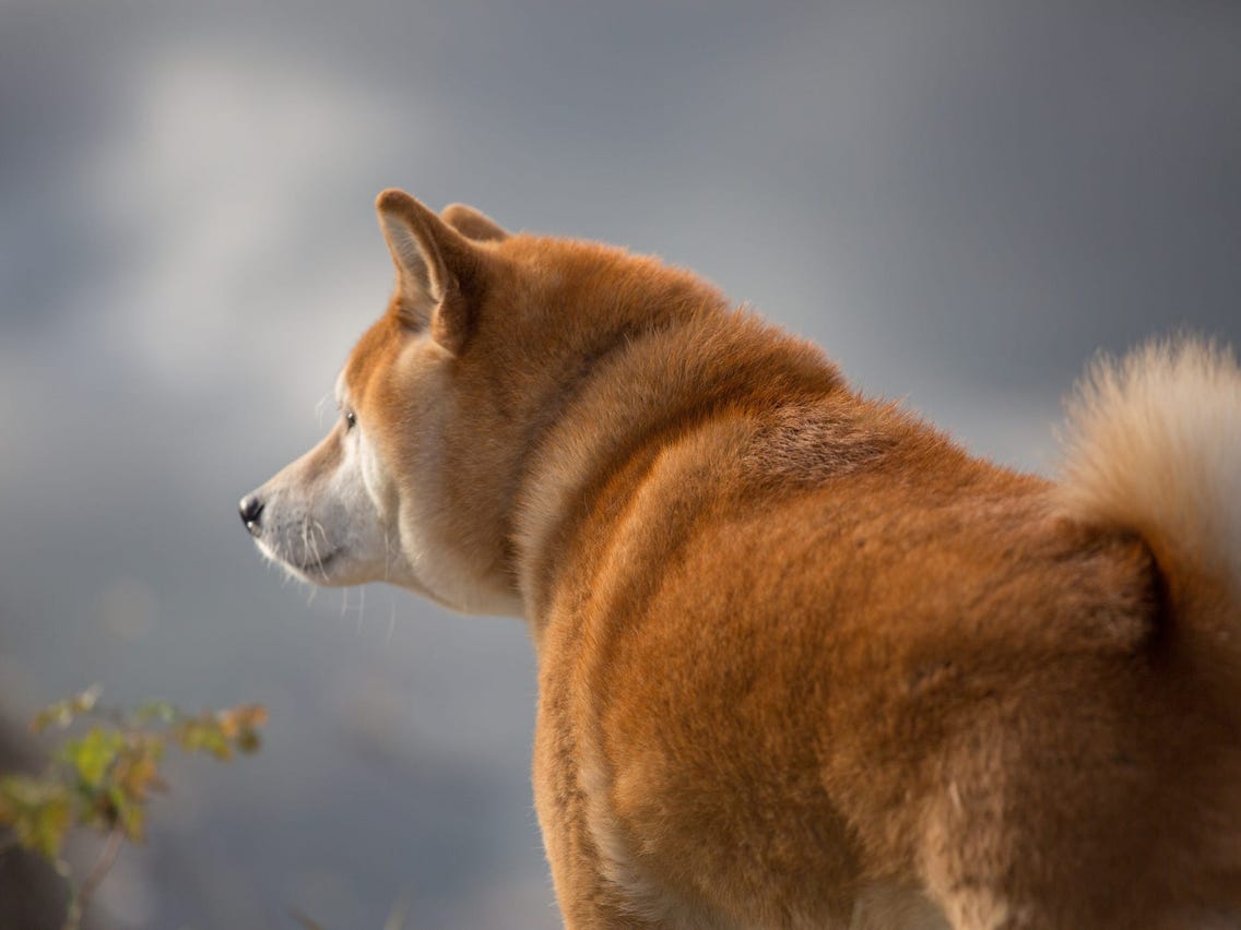 Dogecoin (DOGE) Price Wildly Swings as Fake Rumor of Mascot's Death Riles Up Crypto Observers