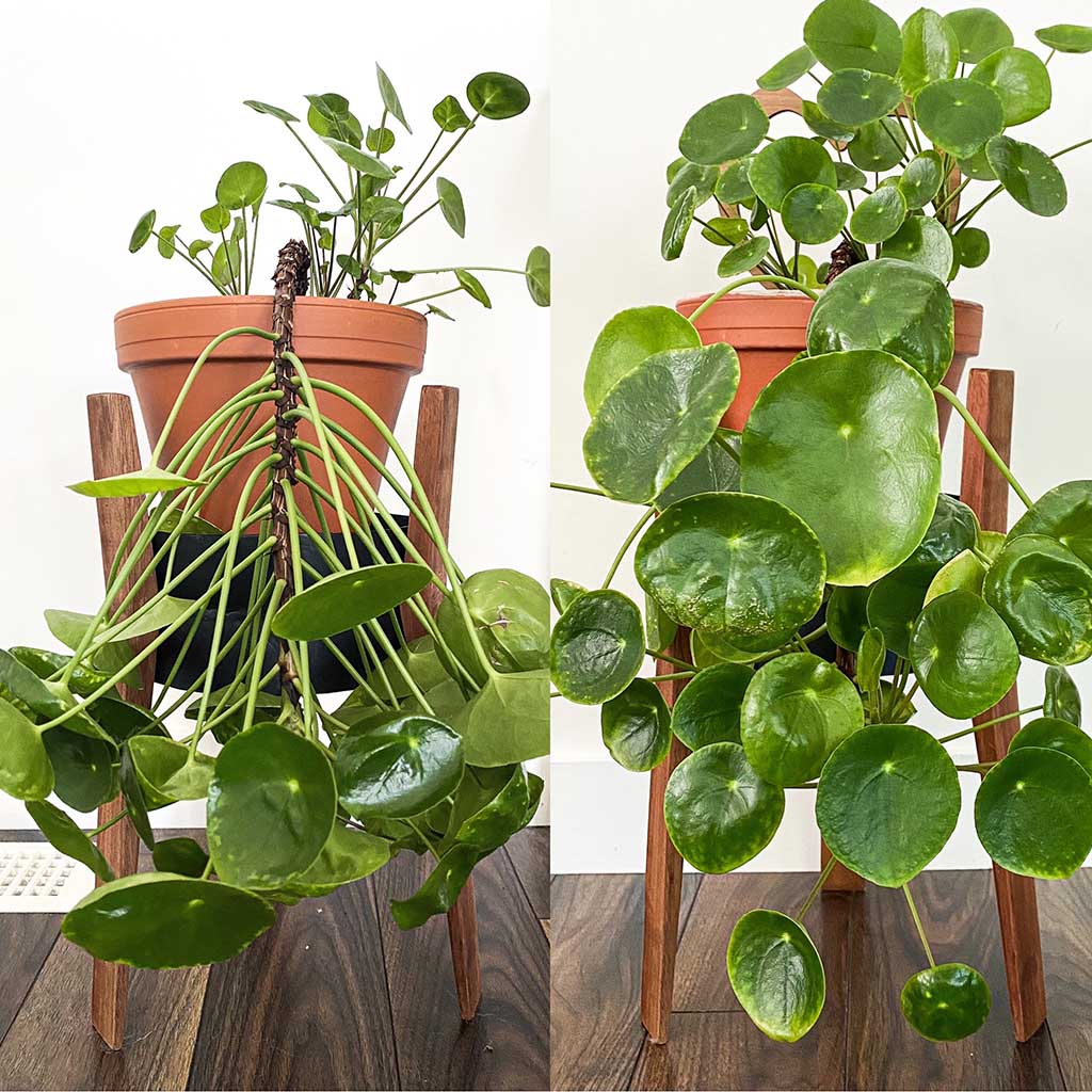 Pilea Peperomioides 'Chinese Money Plant' Care Guide () | Garden Pals