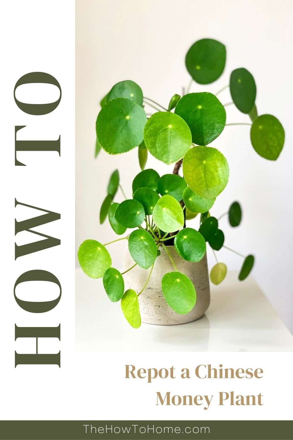 Chinese Money Plant: How To Care For Pilea Peperomioides | BBC Gardeners World Magazine