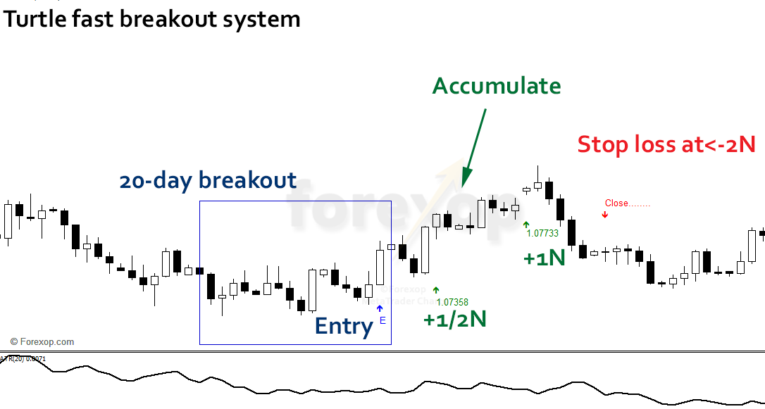 Turtle: What It Means, How It Works, Trading System