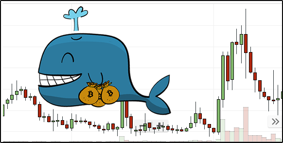 What Are Crypto Whales and Why Are They Important?