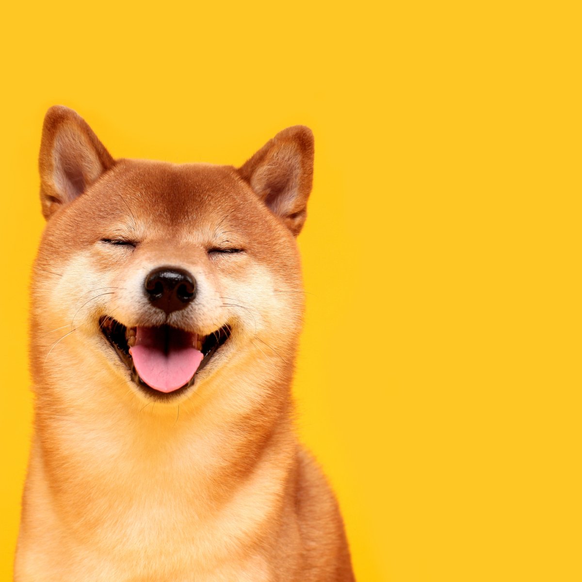 Dogecoin (DOGE) Profit Calculator - CryptoGround