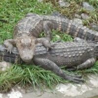 Woman and Child Climb Into Alligator Pit to Retrieve Wallet - Realtree Camo